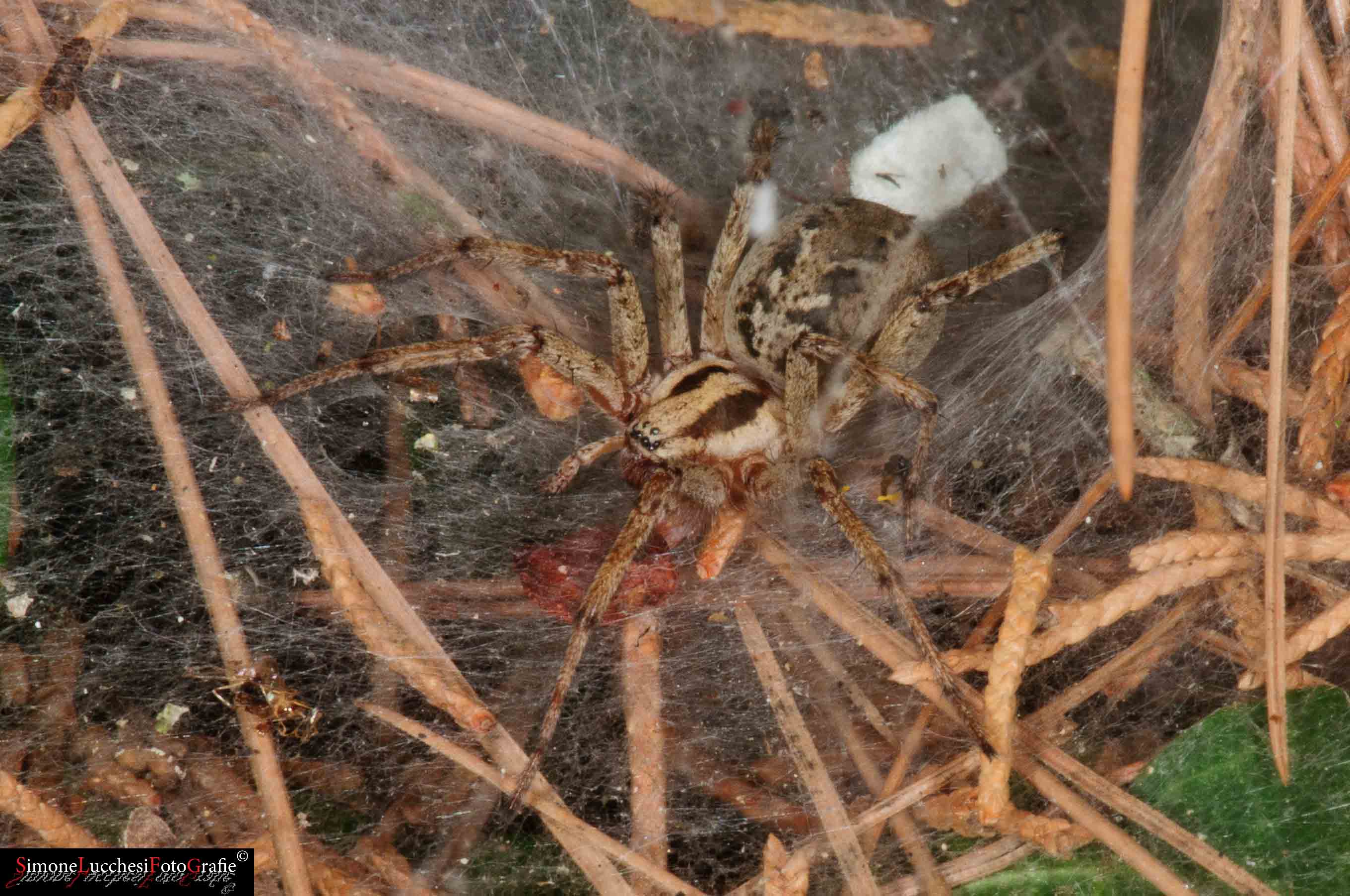 Agelena labyrinthica